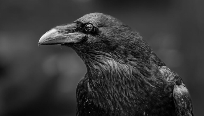 Mengungkap Mitos Burung Gagak di Atas Rumah, Benarkah Membawa Pesan Kematian? Cek Faktanya