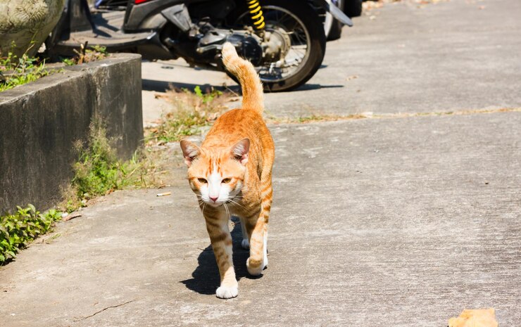 Ternyata Ini Alasan Mitos Menabrak Kucing Bisa Bawa Sial