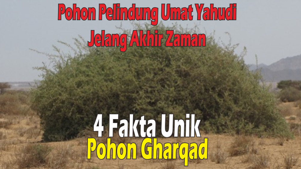 4 Fakta Mencengangkan Pohon Gharqad, Pohon Pelindung Umat Yahudi saat Perang Besar Akhir Zaman