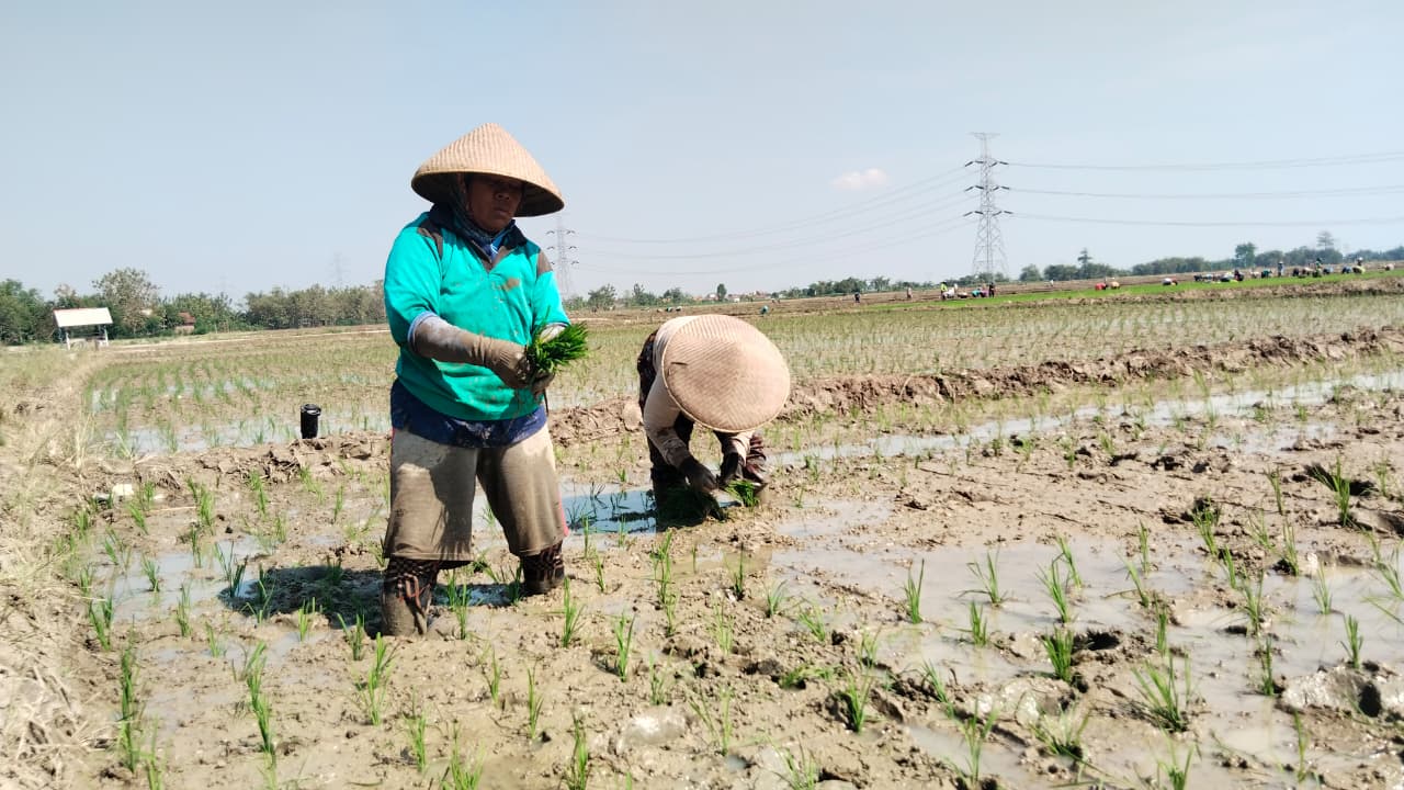 Musim Kemarau, Poktan Maju Makmur Kabupaten Tegal Tetap Tanam Padi 