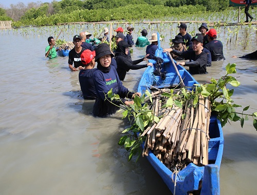 Jaga Bumi, 15.060 Pohon Ditanam Telkomsel di Kawasan Hutan Mangrove Indonesia