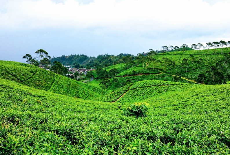 Liburan Hemat, Ini 6 Wisata Murah Meriah di Karanganyar yang Bikin Betah Seharian