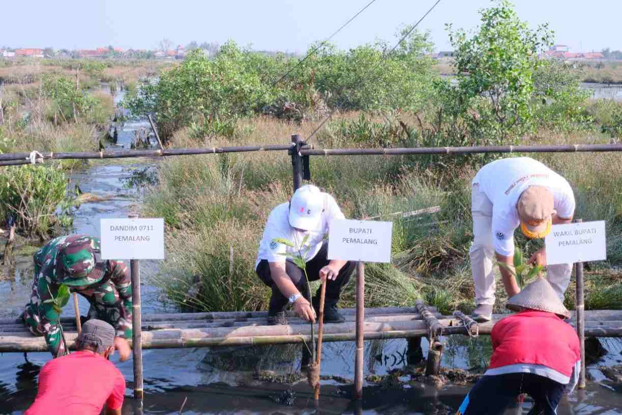 Hari Lingkungan Hidup 2025, Pemkab Pemalang Tanam 5.000 Pohon Mangrove Lindungi Garis Pantai dari Abrasi