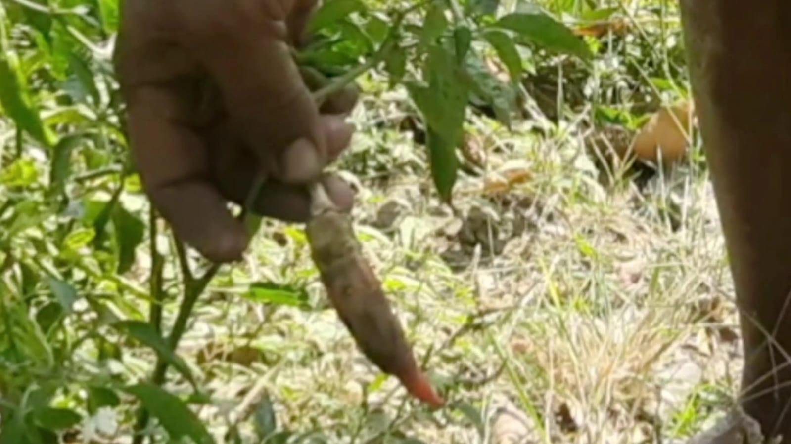 Sebulan Tak Turun Hujan, Lahan Tanaman Cabai Rawit di Brebes Kekeringan dan Terancam Gagal Panen