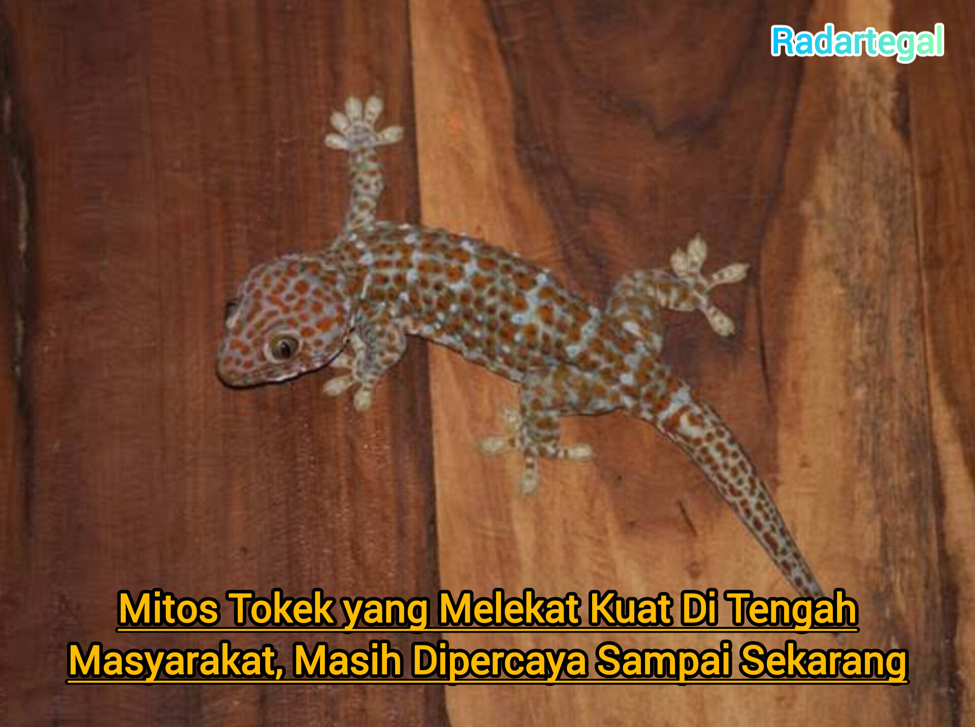 Mitos Tokek yang Melekat Kuat di Tengah Masyarakat