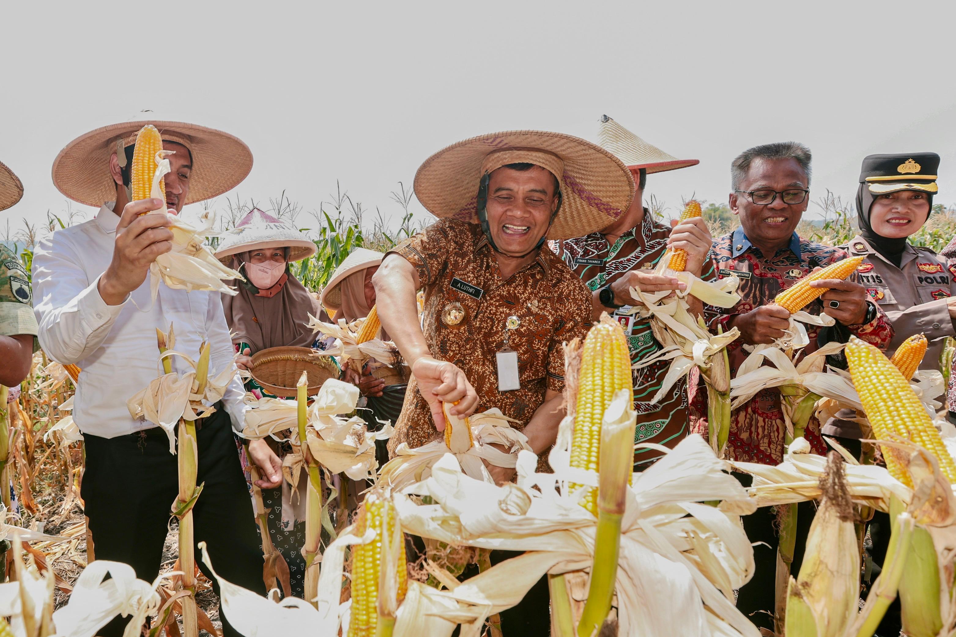 Ahmad Luthfi di Sukoharjo: Produksi Jagung Jateng Capai 2,68 Juta Ton