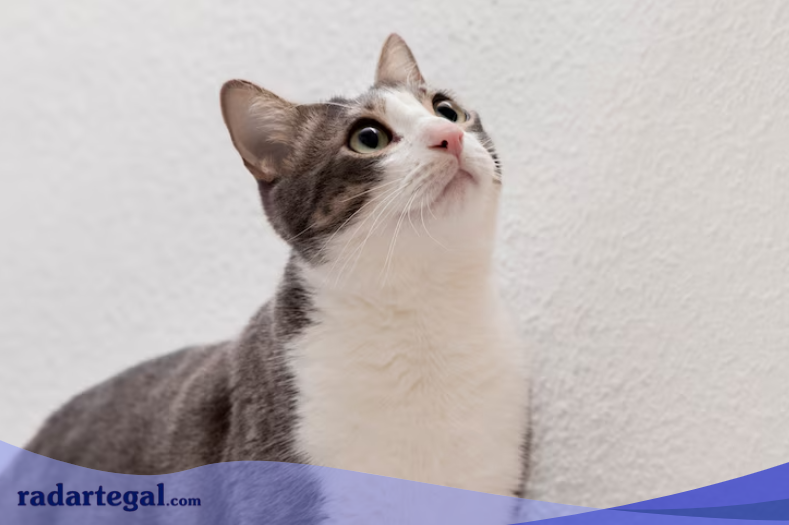 Kucing Tidak Boleh Dipelihara saat Ibu Hamil? Ini 8 Mitos yang Harus Dibantah