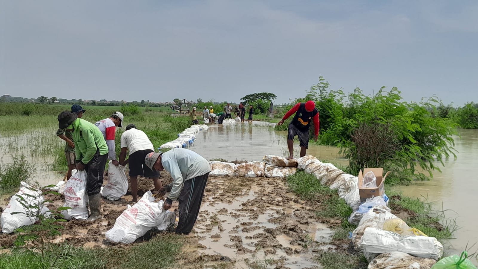Sungai Cebol dan Kali Riwen Brebes Meluap, 50 Hektare Lahan Bawang Merah Terendam Banjir  