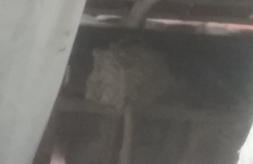 Tim Damkar Brebes Berhasil Evakuasi Sarang Tawon Vespa di Rumah Warga