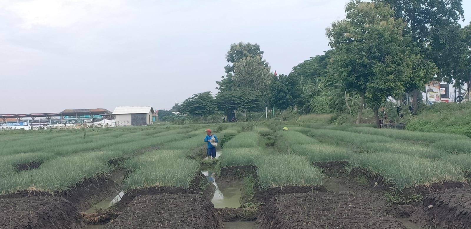 Petani di Brebes Bisa Beli Pupuk Subsidi Pakai KTP, Tak Perlu Kartu Tani 