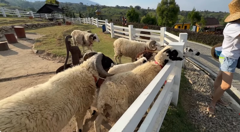 4 Wisata Peternakan ala Eropa di Jawa Tengah, Vibes Mirip Swiss Banget!