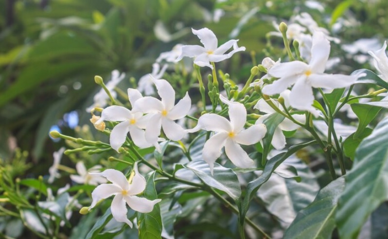 Mitos Aroma Bunga Melati dengan Kehadiran Makhluk Halus