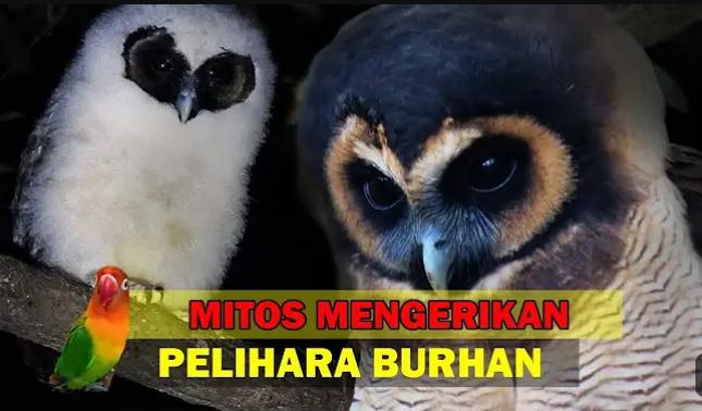 Kerap Diidentikan Sahabat Limbad, Berikut 5 Mitos Pelihara Burung Hantu di Rumah 