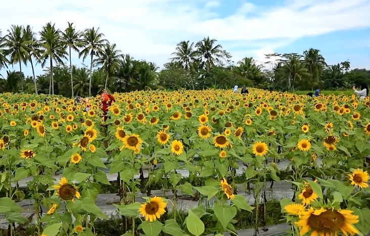 8 Tempat Wisata Hits Instagramable di Magelang, Wajib Dilihat Langsung
