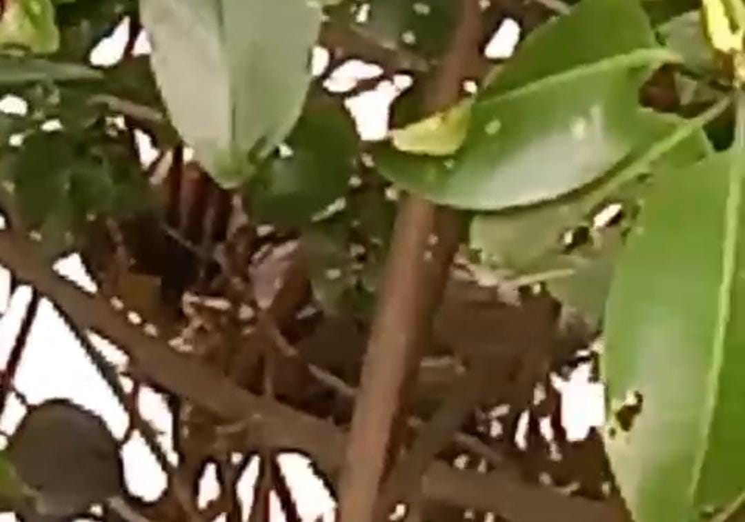 BREAKING NEWS! Sesosok Mayat Pria Ditemukan di Sekitar Jembatan Kali Kemiri Tegal