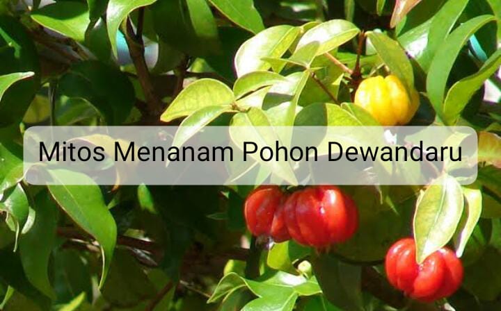 Mitos Menanam Pohon Dewandaru, Benarkah Pembawa Keberuntungan? 