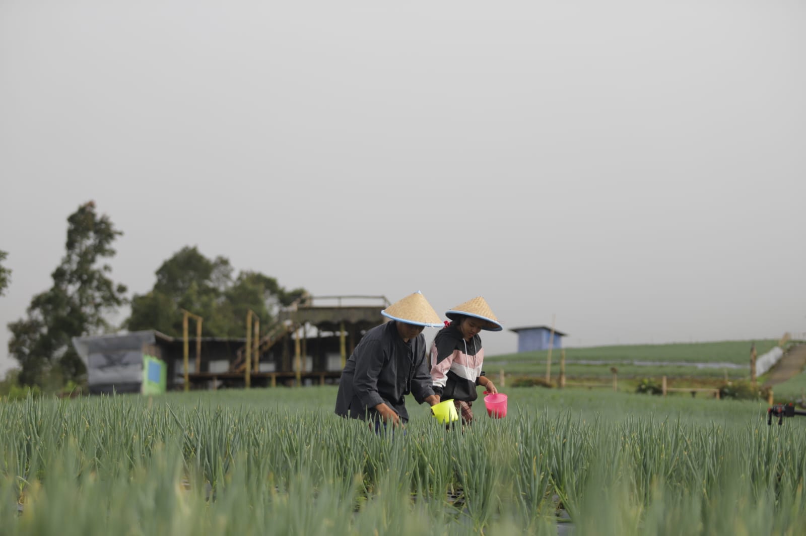 Aneh! Stok Pupuk Subsidi di Kabupaten Tegal Melimpah Hingga 6.349 Ton Tapi Petani Mengeluh