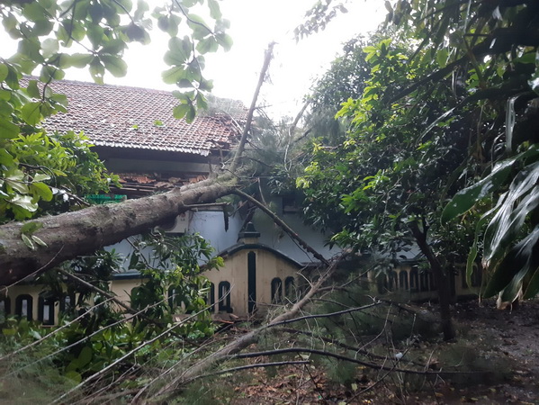 Kantor Disparpora Kabupaten Pemalang Ambruk Tertimpa Pohon Tumbang 