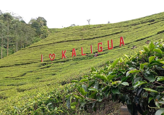 Kaligua Brebes, Wisata Kebun Teh yang Cocok untuk Healing dan Edukasi