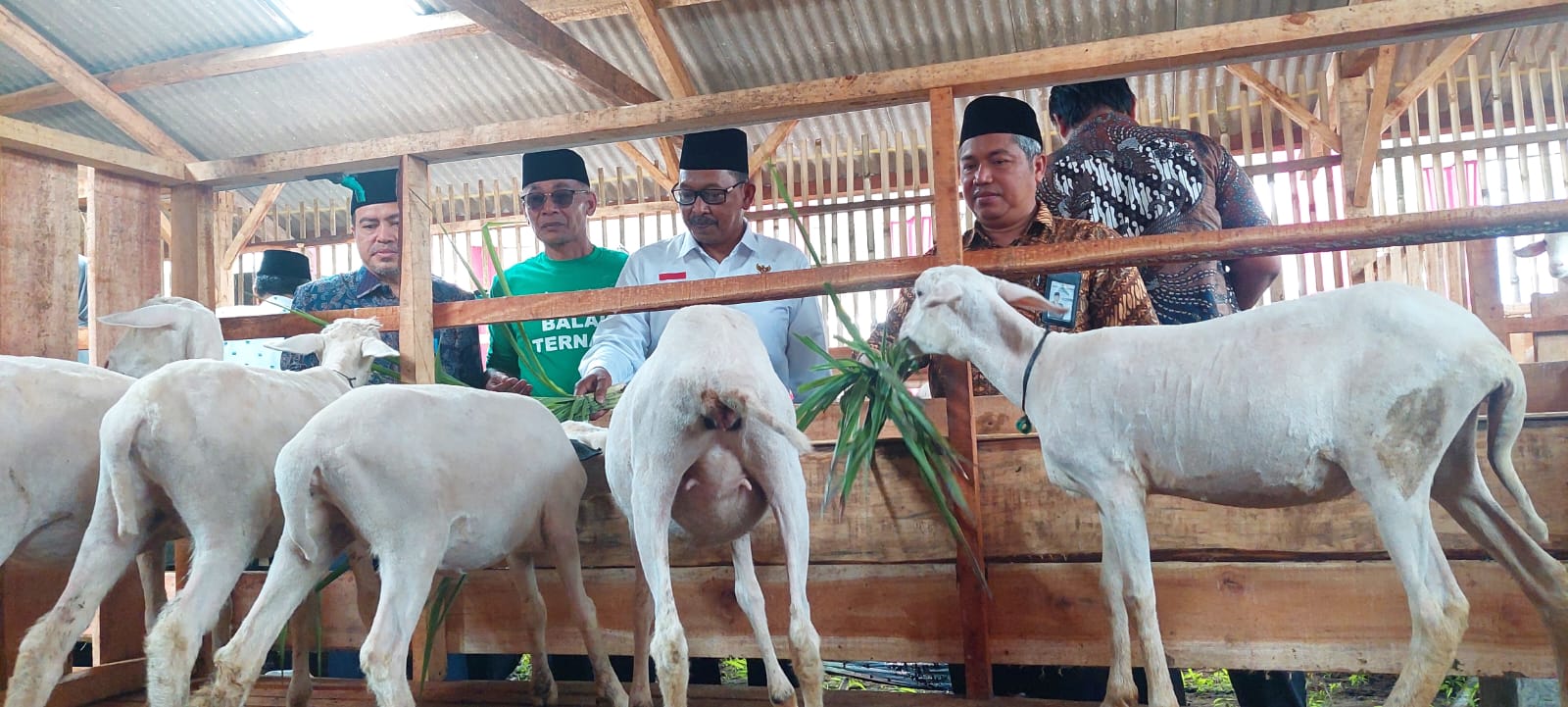 800 Ekor Kambing Dibutuhkan Kabupaten Tegal per Hari, Program Balai Ternak Diluncurkan  