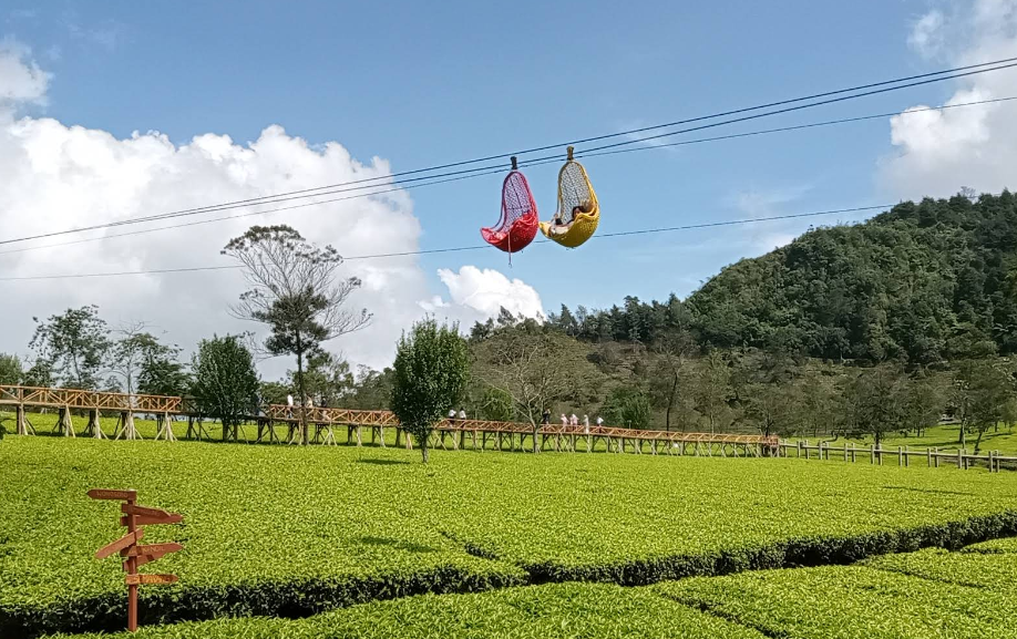 Auto FYP, Ini 7 Spot Foto Kebun Teh di Jawa Tengah Terbaik yang Instagramable 2025