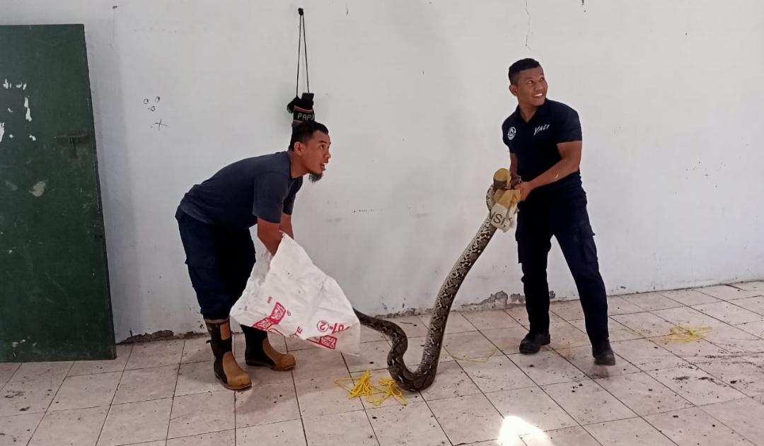 4 Hewan Liar yang Dievakusi Tim Damkar Brebes Tiap Bulan, Nomor Dua Sering Masuk ke Rumah Warga