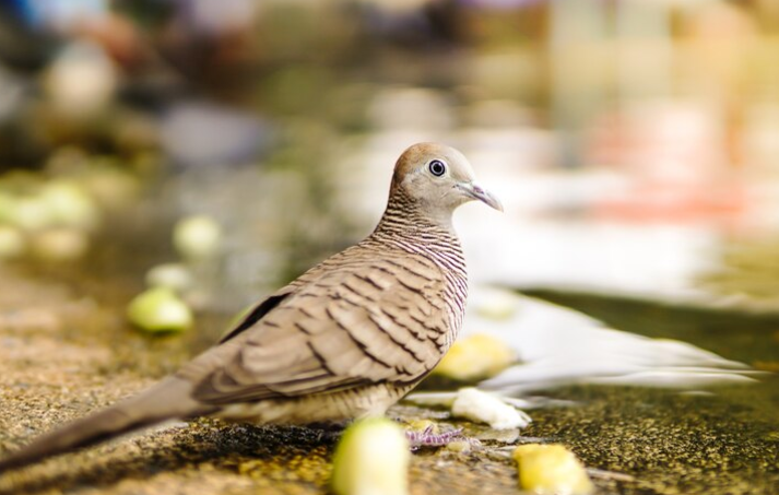 5 Mitos Burung Perkutut Jawa dan Asal Muasalnya, Dipercaya Bawa Rezeki