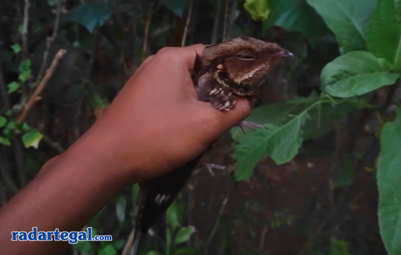 Mengungkap Mitos Suara Burung saat Maghrib, Pertanda Kematian?