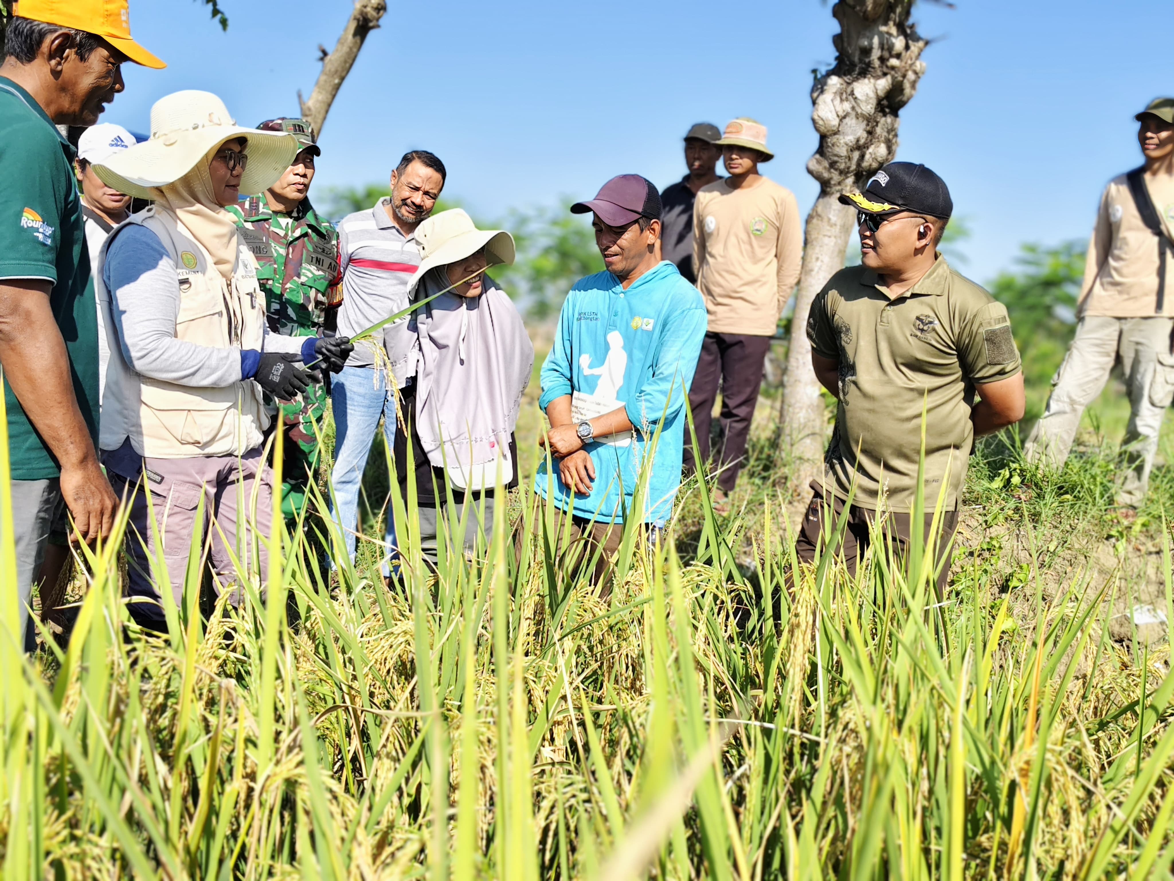 Perkuat Ketahanan Pangan, Dandim Pemalang Monitoring Panen Padi Sinar Mentari di Beji Taman