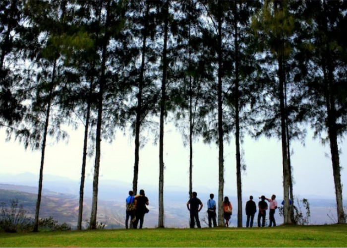 5 Wisata Hutan Pinus Instagramable di Jawa Tengah Buat Rileks