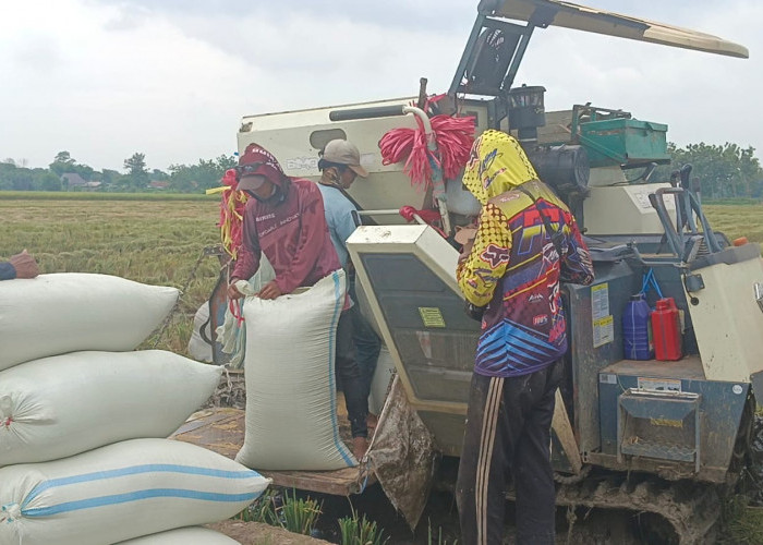 Turun ke Sawah, Dandim Brebes: Harga Gabah di Bulog Rp6.500