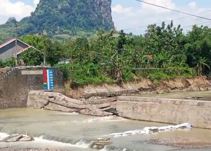 Bendung Cipero Tegal Jebol Lagi: 7.643 Hektare Sawah di Warureja & Suradadi Terancam Puso