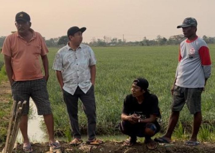 Kurang Pasokan Air, 980 Hektar Lahan Bawang Merah di 6 Kecamatan Terancam Gagal Panen