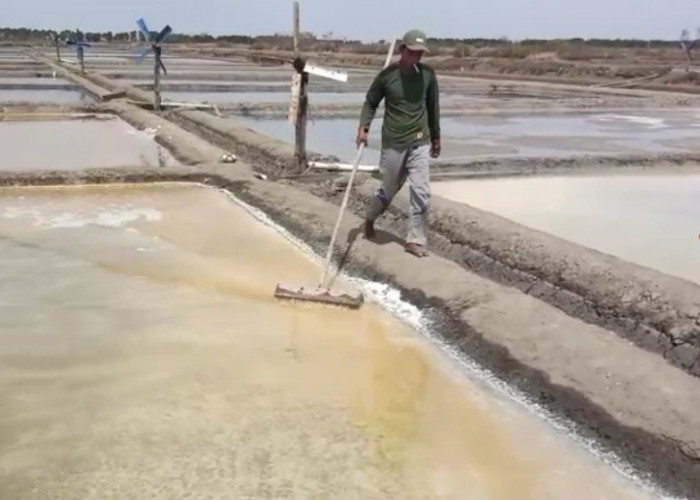 Petani Menjerit! Harga Garam di Brebes Anjlok, Sekarung Dihargai Rp40 Ribu
