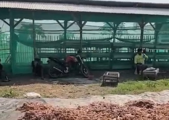 Ajib Ah! Sampah MBG di Brebes Dimanfaatkan untuk Budidaya Maggot, Bisa Hasilkan 3 Kuintal 