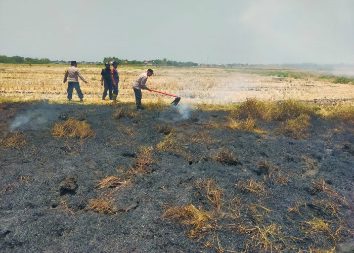 Lahan Dekat Tol Pejagan-Pemalang KM 271 Terbakar, Tim Gabungan Turun Tangan