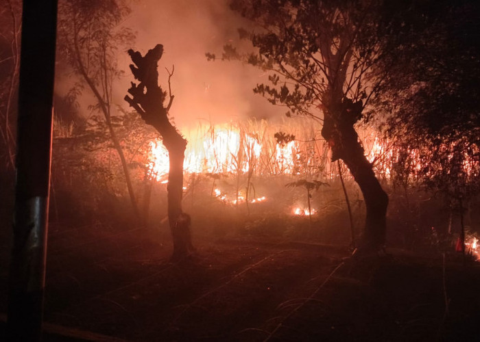 Tiga Hektar Lahan Tebu di Brebes Terbakar