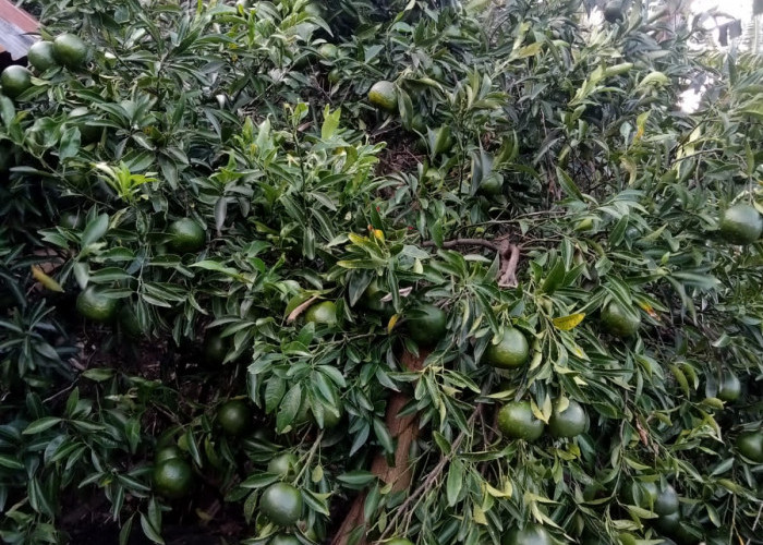Menengok Potensi Dusun Bodas Pemalang, Sentra Tanaman Jeruk Eterna