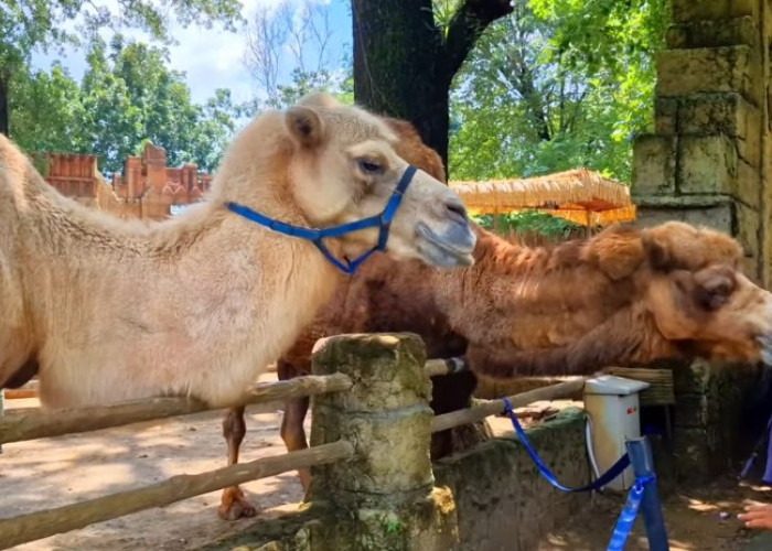 5 Wisata Alam Edukatif di Solo yang Kekinian Buat Liburan Keluarga