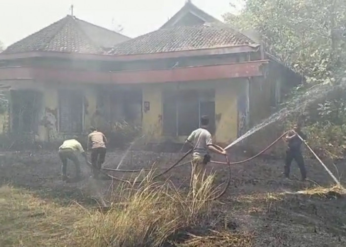 4 Hektare Lahan di Rumah Dinas PG Jatibarang Brebes Tebakar