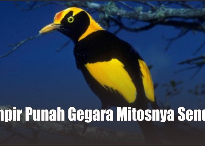 Nyaris Punah, Ini Mitos Burung Kepodang Emas dan Tradisinya pada Masyarakat Jawa