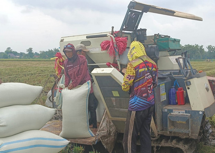 Target Serapan Beras Bulog Tegal 2025 Kurang 28,5 Persen