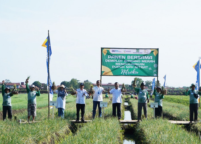 Naik 9 Persen, Petani Bawang Merah Jagapura Brebes Sumringah Karena Panen Melimpah