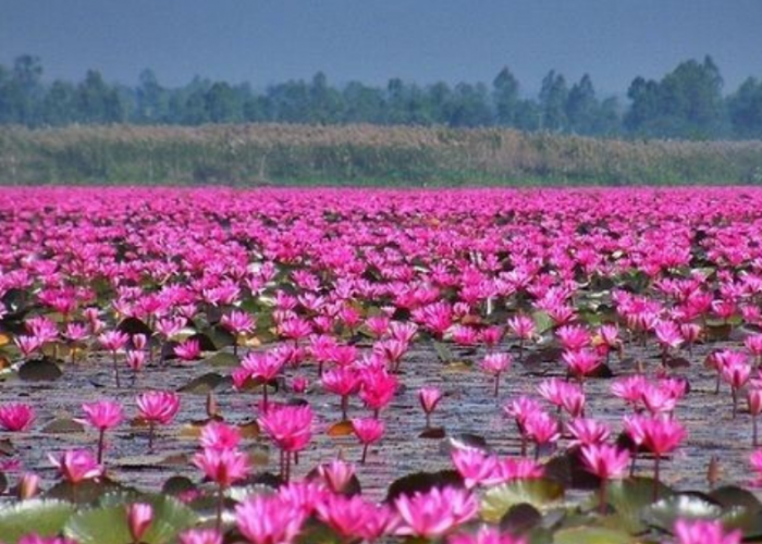 Salah Satu Danau Lotus Terbesar di Dunia Ada di Indonesia, Indahnya Memanjakan Mata