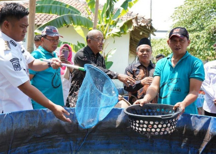 Panen Perdana Lelaki di Kabupaten Tegal, Bupati: Ini Peluang Baru