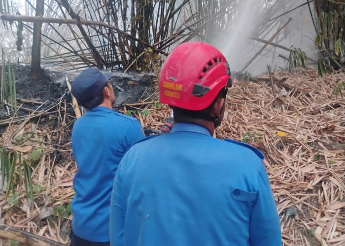 Sehari Tiga Kali Kebakaran Lahan di Tegal, Damkar Kerja Ekstra!