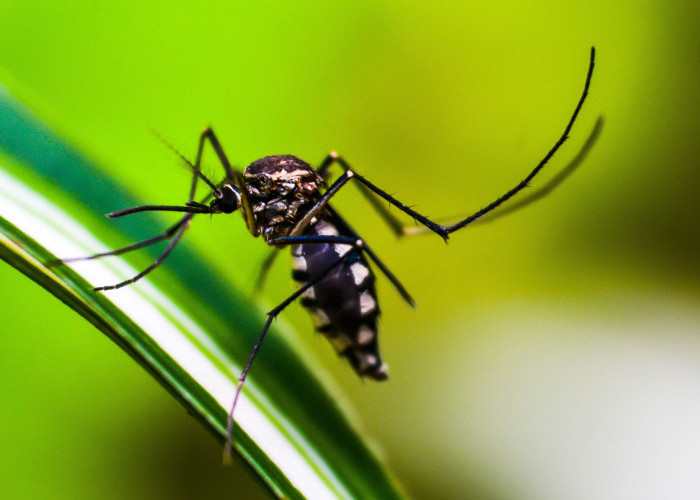 10 Tanaman Pengusir Nyamuk Mudah Didapat, Bisa Ditaruh di Dalam Rumah