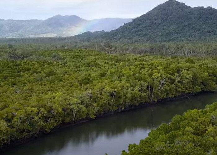 8 Fakta Menarik Daintree Forest yang Jadi Hutan Tertua di Dunia, Punya Tumbuhan Bisa Bercahaya saat Malam Hari