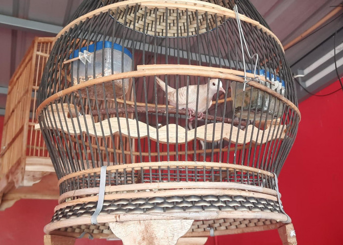 5 Burung Perkutut Pembawa Hoki di 2024, Wajib Pelihara