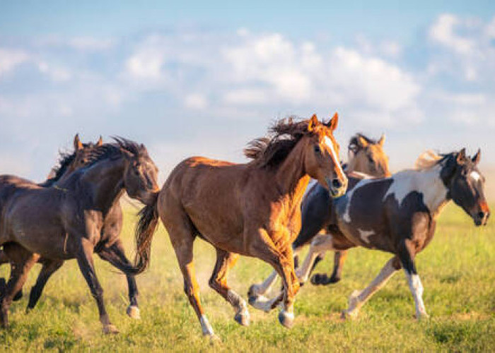 5 Mitos Berkaitan dengan Kuda, Melambangkan Kebaikan yang Dipercaya Mitologi Yunani